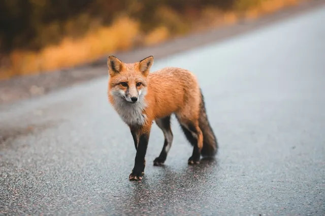 Do Foxes Attack and Eat Dogs? How to Avoid Danger in Your Backyard