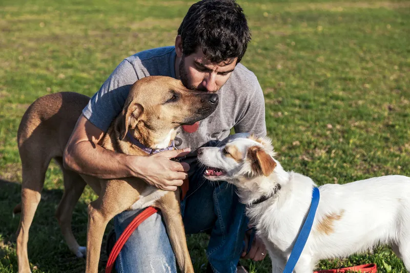 mixed breed dogs with the owner outdoor