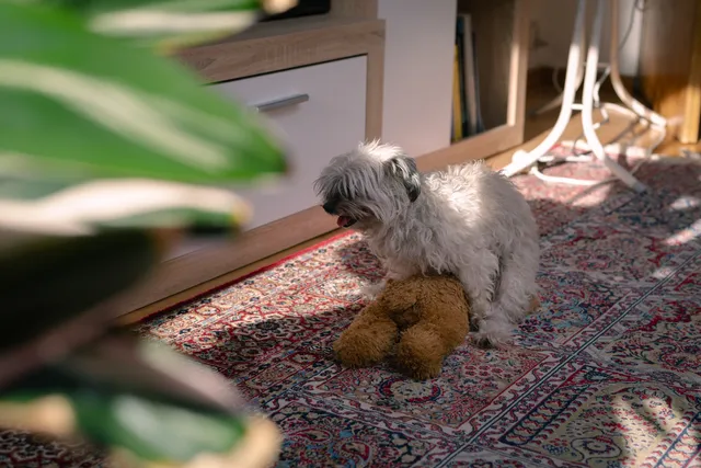 Why Do Female Dogs Hump? 5 Vet-Reviewed Reasons & How to Stop It