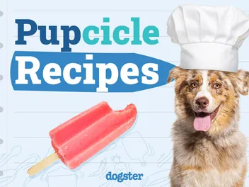 7 Homemade Pupsicle Recipes for Your Dog (Vet Approved)