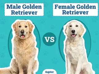 Male vs Female Golden Retriever: The Differences (With Pictures)