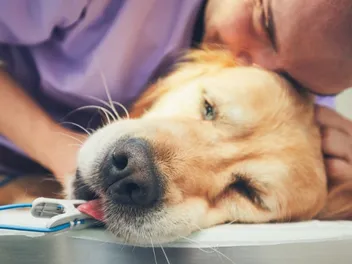 Bereavement Leave for Pets: What It Is & How It Works