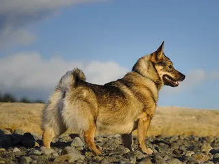 8 Interesting Swedish Vallhund Facts You'll Love to Learn