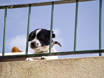 Good Luck or Bad Luck? The 13th Floor Rescue of a Dog Trapped on a Balcony for Two Days
