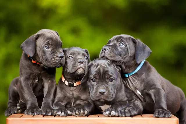 Can a Litter of Puppies Have Different Fathers? Vet-Approved Superfecundation Explanation