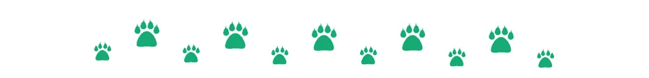 divider-cat