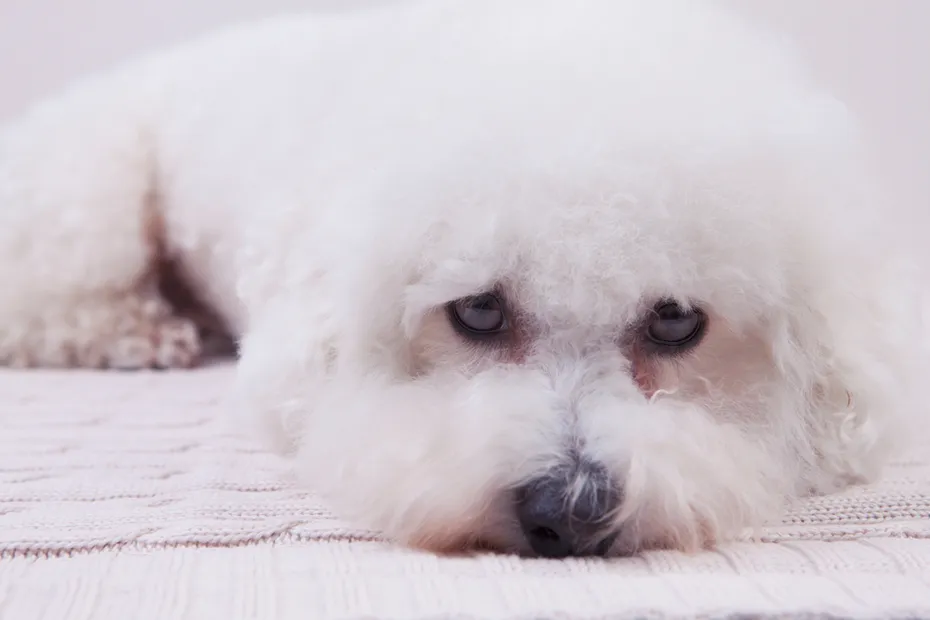 sick bichon frise dog