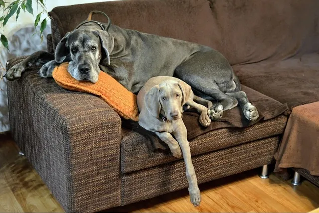 When to Switch a Great Dane From Puppy to Adult Food? Vet Approved Guide