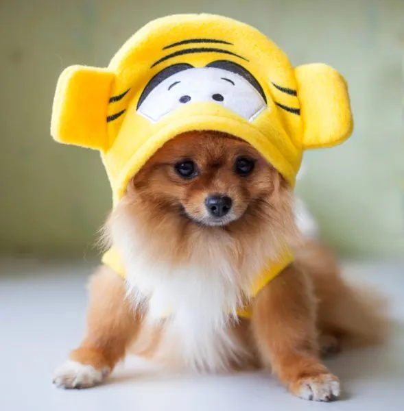 small teacup Pomeranian dog sitting in funny costume