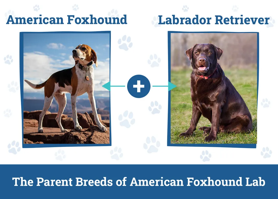 Parent Breeds of American Foxhound Lab Mix