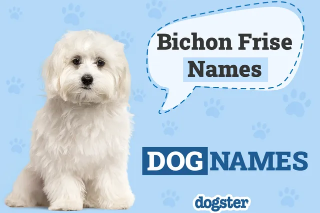 150 Popular & Unique Bichon Frise Names That Could Fit Your Furry Friend