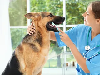 Is It Too Late to Brush My Dog’s Teeth? Vet-Reviewed Dental Facts