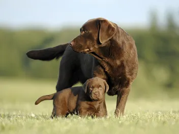 Dog Coat Colors & Patterns: A Vet-Verified Guide (With Info & Pictures)