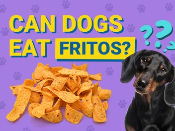 Can Dogs Eat Fritos? Vet-Reviewed Facts & FAQ