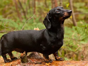 Are Dachshunds Smart? Understanding Dog Intelligence