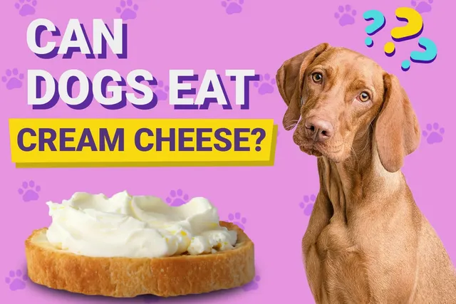 Can Dogs Eat Cream Cheese? Vet-Verified Facts & Health Tips