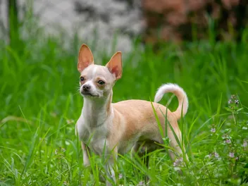 49 Popular Chihuahua Mixes: Info, Pictures & Traits