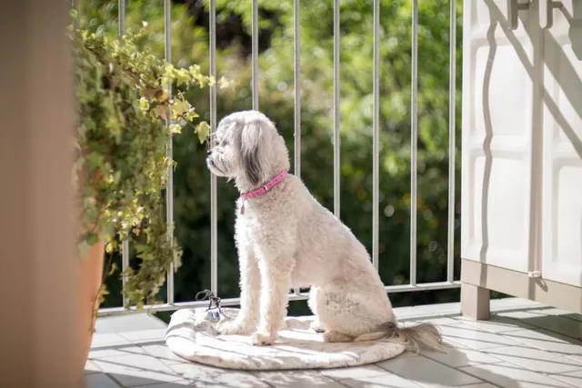 How to Dog Proof a Balcony: 10 Simple Tips to Keep Your Pup Safe