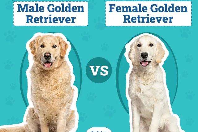 Male vs Female Golden Retriever: The Differences (With Pictures)