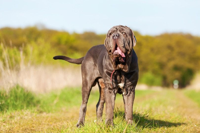 Neapolitan Mastiffs