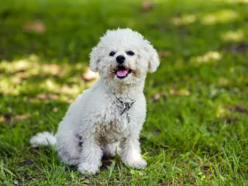 15 Vet-Verified Bichon Frise Facts You’ll Love to Know