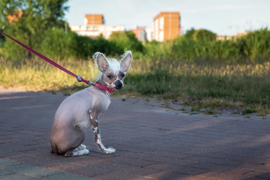 peruvian hairless and chihuahua crossbreed dog wearing leash in a city park