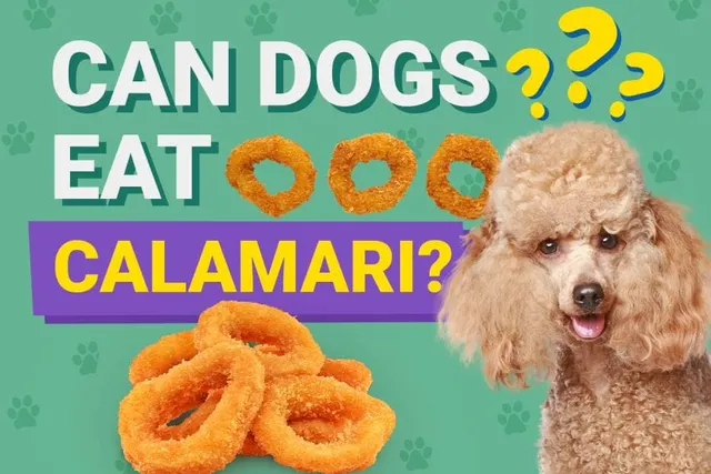 Can Dogs Eat Calamari? Vet-Verified Nutrition Facts & Risks