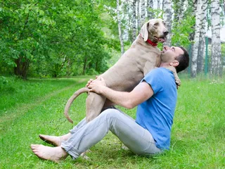 Why Is My Weimaraner So Clingy? Vet-Reviewed Facts & FAQ