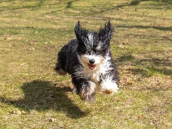 Why Is My Puppy So Hyper? 9 Vet-Verified Reasons