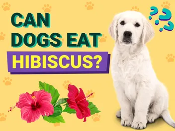 Can Dogs Eat Hibiscus? Vet Approved Facts & FAQ