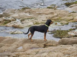 Beauceron Dog Breed: Info, Pictures, Facts, & Traits