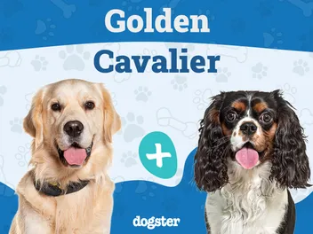 Golden Cavalier: Info, Pictures, Care & More