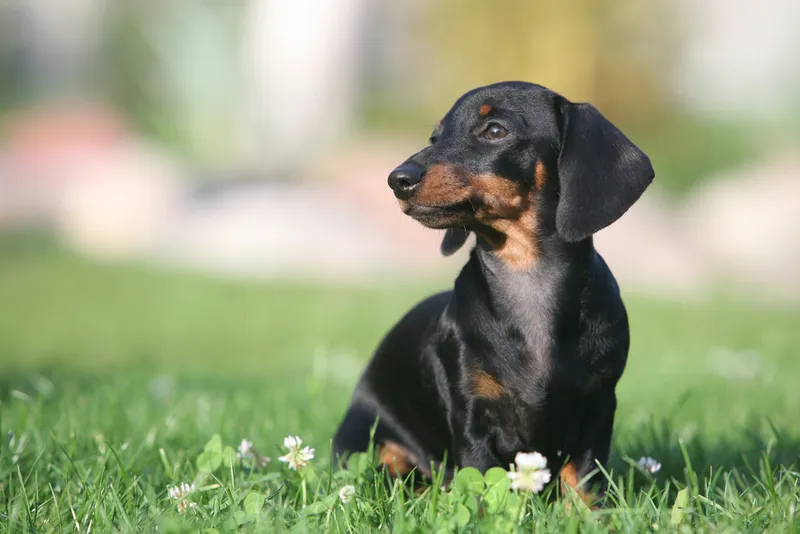Miniature Dachshund Puppy