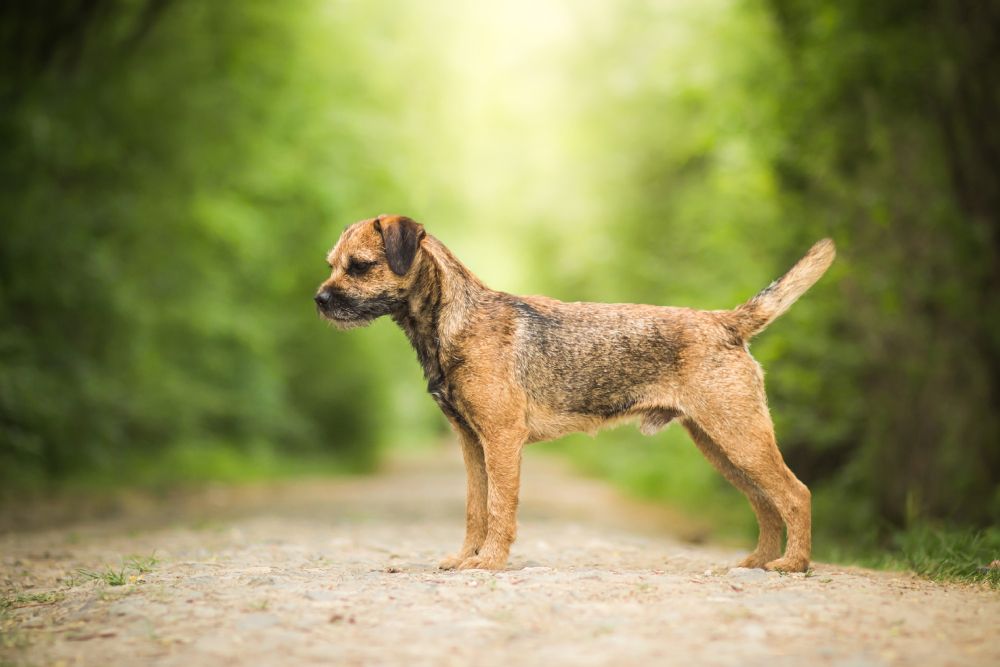 border terrier dog standing in the forest
