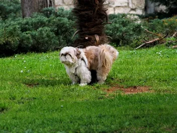 Crested-Tzu (Chinese Crested & Shih Tzu Mix): Info, Pictures, Care & More