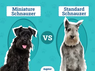 Miniature Schnauzer vs. Standard Schnauzer: The Differences (With Pictures)