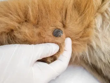Dog Warts: Signs, Diagnosis & Treatment (Vet Answer)