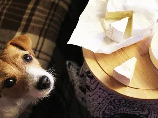Why Dogs Love Cheese - And How to Pay the Cheese Tax Safely