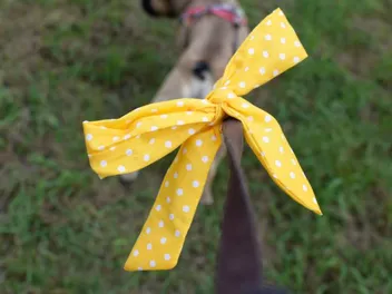What a Yellow Ribbon on a Dog's Leash Means: What to Do If You See One