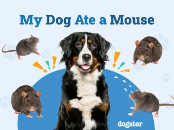My Dog Ate a Mouse, What Should I Do? Vet Approved Advice