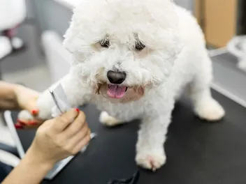 12 Bichon Frise Grooming Tips: Bathing, Hair Cuts & Teeth
