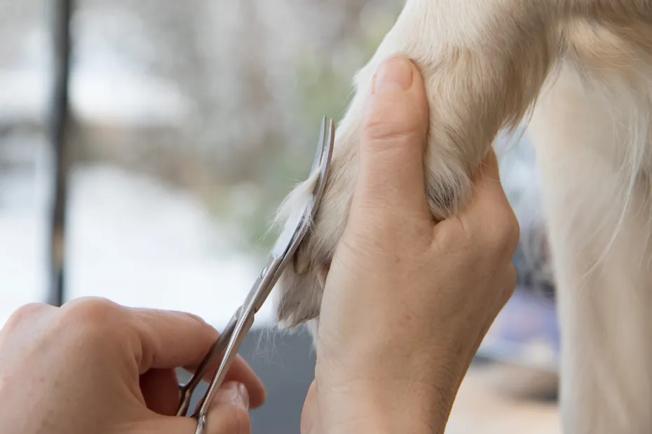Grooming or trimming Golden Retriever dog paw hair