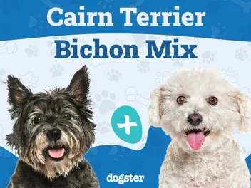 Kashon (Cairn & Bichon Frise Mix) Dog Breed: Info, Pictures, Care & More