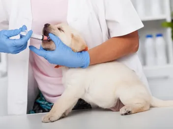 How Much Does Deworming a Dog Cost? 2026 Price Guide