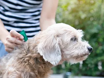 10 Best Topical Flea and Tick Treatments for Dogs in 2026 - Reviews & Top Picks