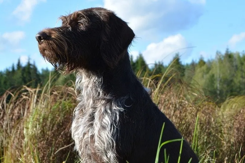 german wirehaired pointer side profile