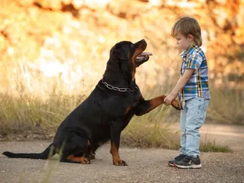 Are Rottweilers Good With Kids? Reasons & Training Tips