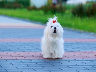 How Aggressive Is a Maltese? Factors, Prevention & FAQ