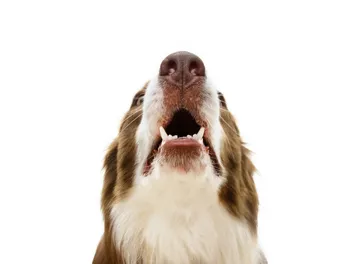 Can Dogs Live Without Teeth? Adaptation, Prevention & Vet-Approved Care Tips