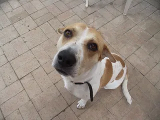 Jack-A-Bee Dog Breed: Info, Pictures, Care Guide & More